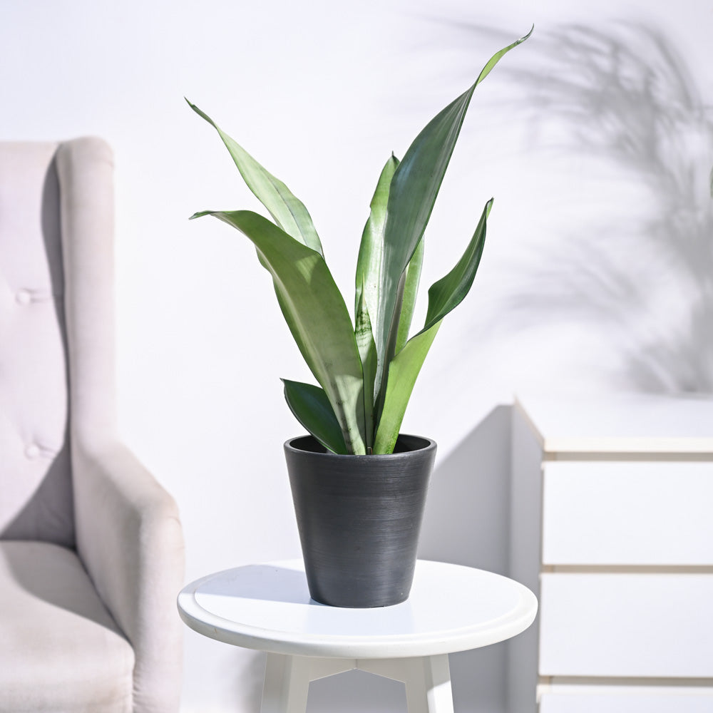Sansevieria Moonshine - Snake Plant
