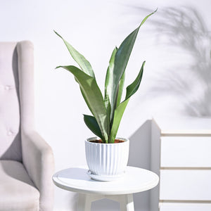 Sansevieria Moonshine - Snake Plant