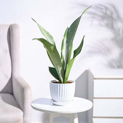 Sansevieria Moonshine - Snake Plant