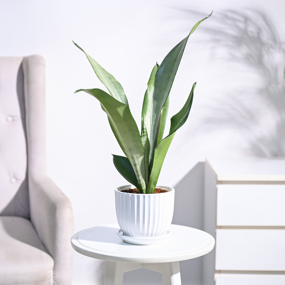 Sansevieria Moonshine - Snake Plant