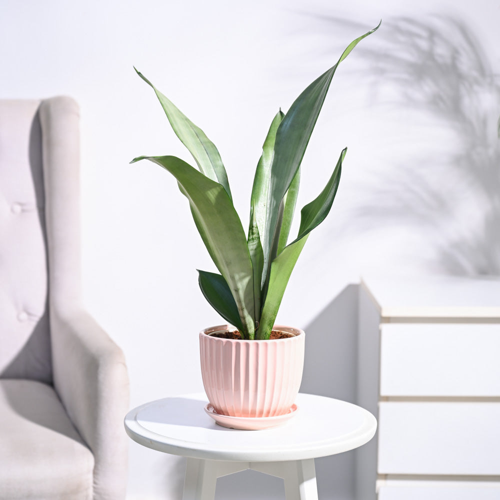 Sansevieria Moonshine - Snake Plant