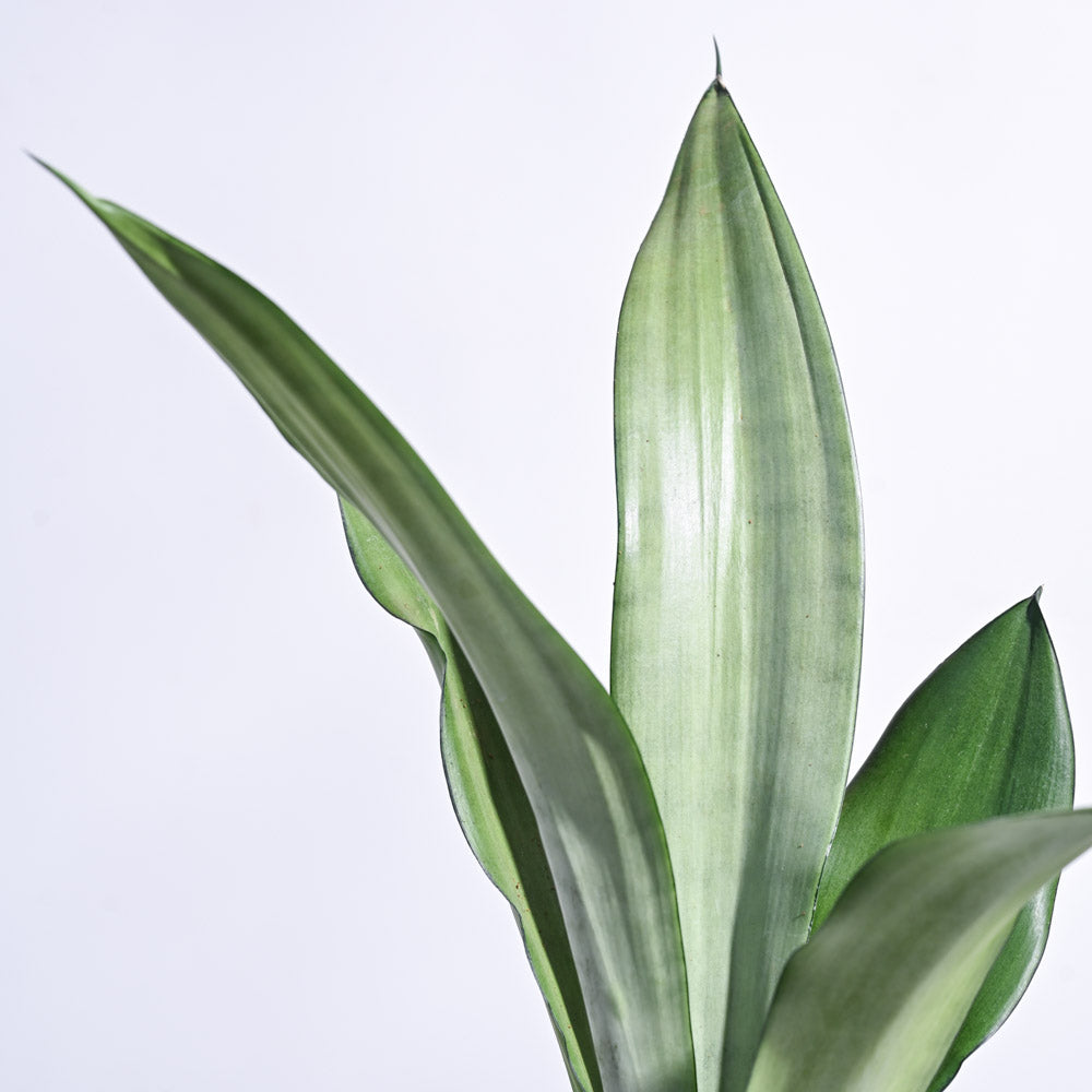 Sansevieria Moonshine - Snake Plant