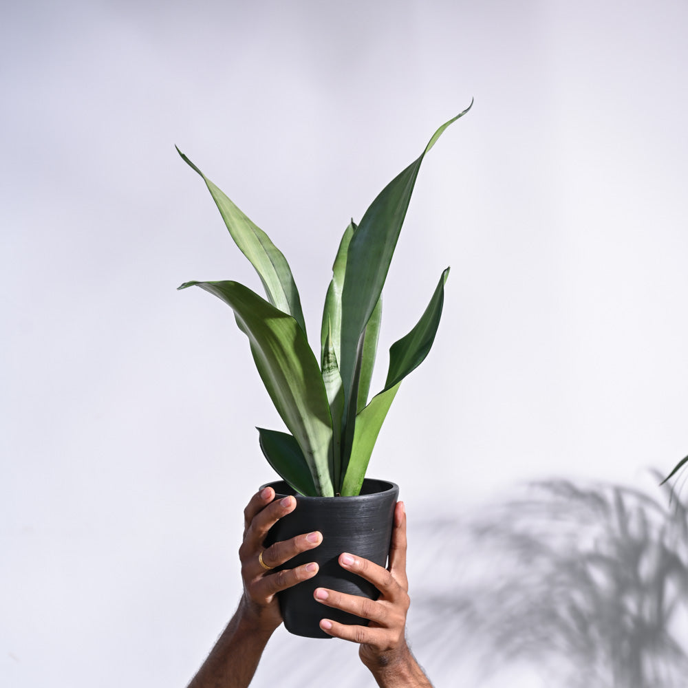 Sansevieria Moonshine - Snake Plant