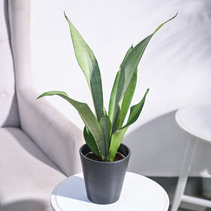 Sansevieria Moonshine - Snake Plant