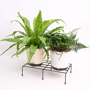 Harmony Forge Metal Plant Stand - Set of 6