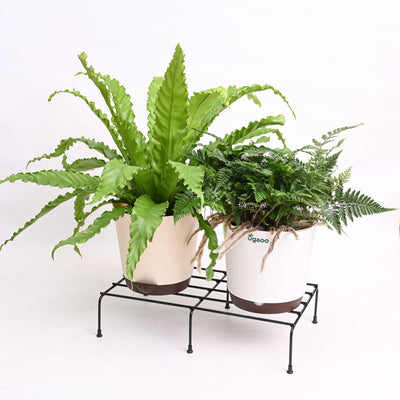 Harmony Forge Metal Plant Stand - Set of 6