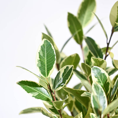 Ficus Prestige Plant