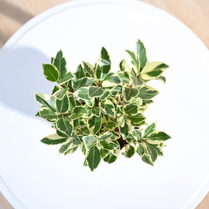 Ficus Prestige Plant