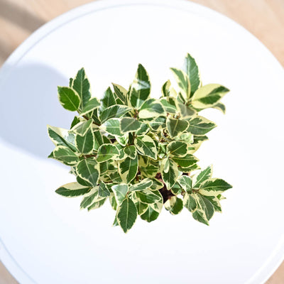 Ficus Prestige Plant