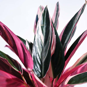 Stromanthe Triostar Plant