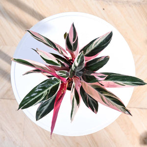 Stromanthe Triostar Plant