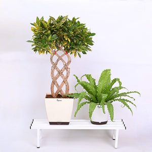 Elevate Plant Stand Set of 2