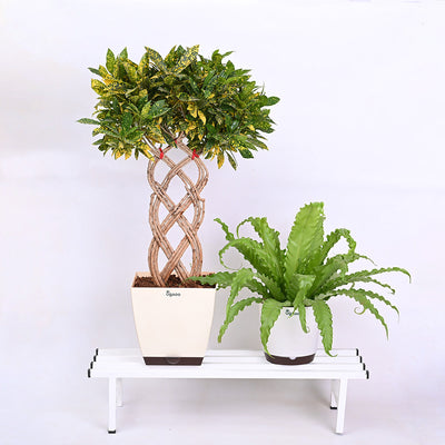 Elevate Plant Stand Set of 2
