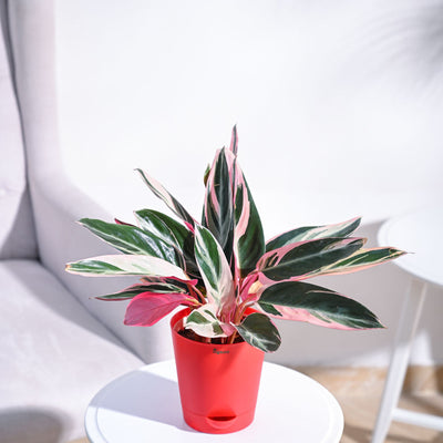 Stromanthe Triostar Plant