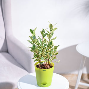 Ficus Prestige Plant