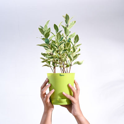Ficus Prestige Plant