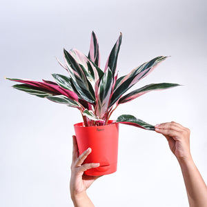 Stromanthe Triostar Plant