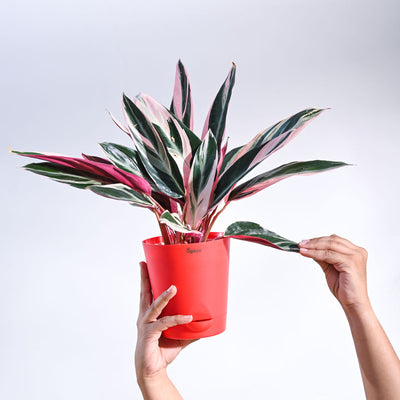 Stromanthe Triostar Plant