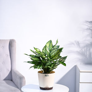 Aglaonema Snow White Plant