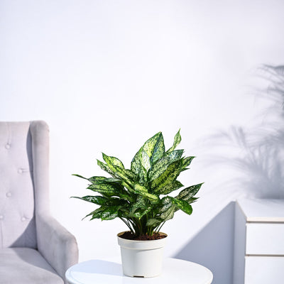 Aglaonema Snow White Plant