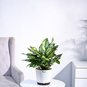 Aglaonema Snow White Plant