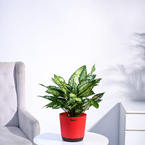 Aglaonema Snow White Plant