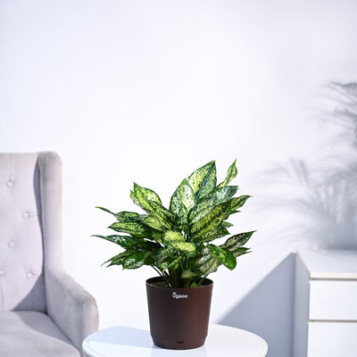 Aglaonema Snow White Plant