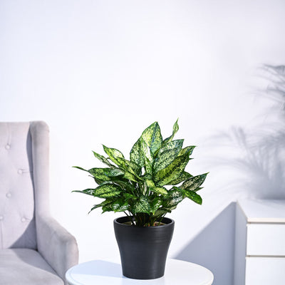 Aglaonema Snow White Plant