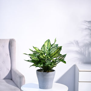 Aglaonema Snow White Plant