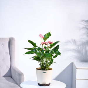 Anthurium Livium Plant