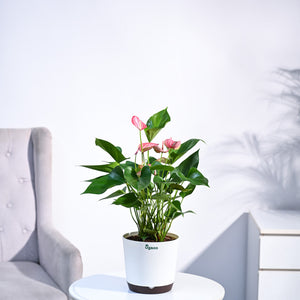 Anthurium Livium Plant