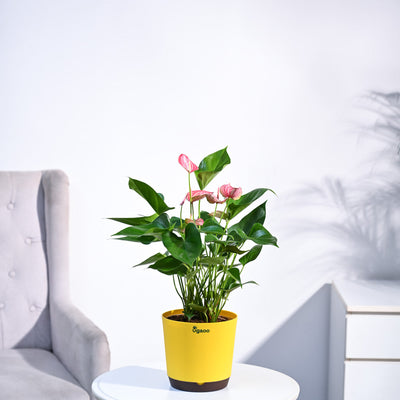 Anthurium Livium Plant