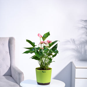 Anthurium Livium Plant