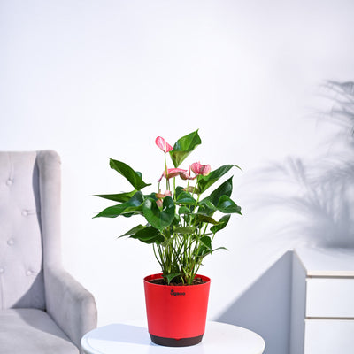 Anthurium Livium Plant