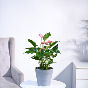 Anthurium Livium Plant