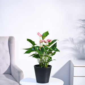 Anthurium Livium Plant