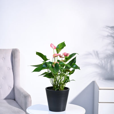 Anthurium Livium Plant