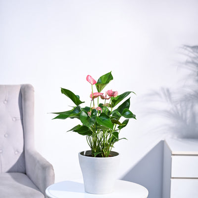 Anthurium Livium Plant
