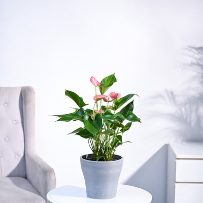 Anthurium Livium Plant