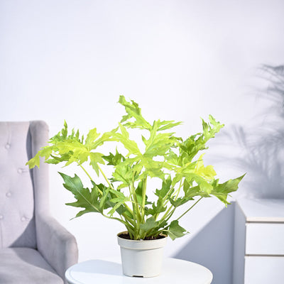 Philodendron Selloum Golden Plant