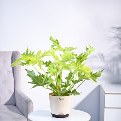 Philodendron Selloum Golden Plant