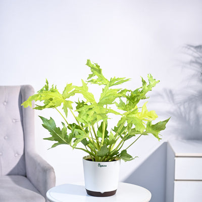 Philodendron Selloum Golden Plant