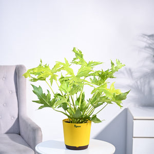 Philodendron Selloum Golden Plant