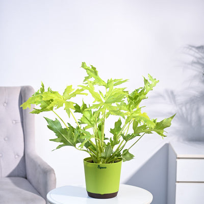 Philodendron Selloum Golden Plant