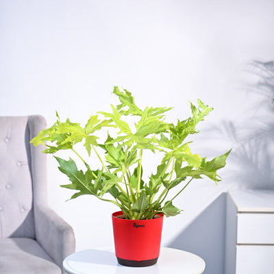 Philodendron Selloum Golden Plant