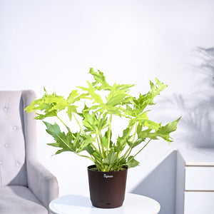 Philodendron Selloum Golden Plant
