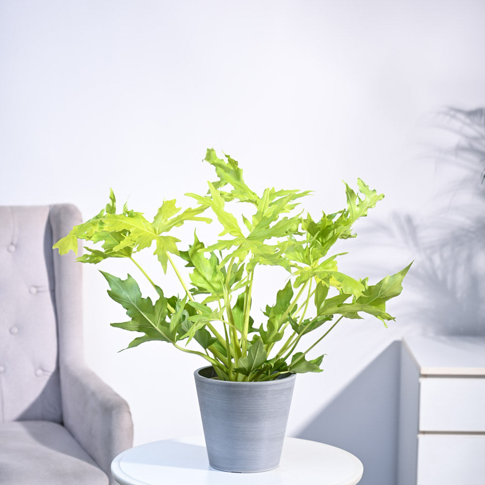 Philodendron Selloum Golden Plant