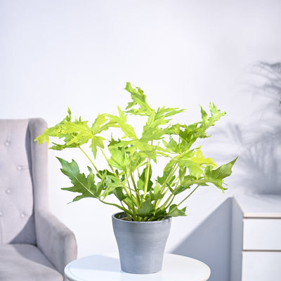 Philodendron Selloum Golden Plant