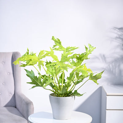 Philodendron Selloum Golden Plant