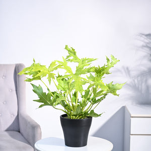 Philodendron Selloum Golden Plant